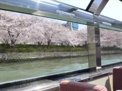 「大阪城お花見クルーズ」2025年2月1日（土）より一般予約受付開始！大川沿いに咲き誇る桜並木や大阪城の景色を堪能