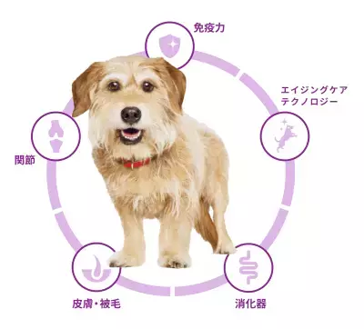 7歳からの健康維持に「サイエンス・ダイエット ベット・エッセンシャル 犬用 マルチケア＋シニア健康サポート」登場