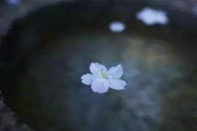 総本山 仁和寺で心を整え、魂を磨き、利他の心を得る。「JAXURY　茶会×本物を知る寺子屋2025」を開催！年に一度の、美と幸福を得るひととき