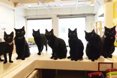 【猫の日2025イベント】黒猫だけを集めた猫写真展 「黒猫フェスティバル」2月22日(土)東京で開催