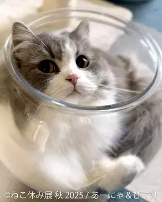「ねこ休み展」in 名古屋が“Wアニバーサリーイヤー”秋開催はオール新作＆豪華特典＆限定グッズなど盛りだくさん！2025/9/20(土)～10/13(月・祝)開催