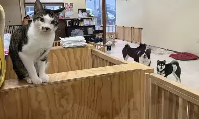 秋田県「WANBOX」が災害時のペット避難問題に挑む。犬猫専用の避難施設設立のためCAMPFIREで支援募集！