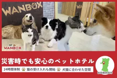 秋田県「WANBOX」が災害時のペット避難問題に挑む。犬猫専用の避難施設設立のためCAMPFIREで支援募集！