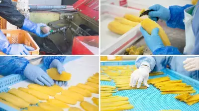 歯科医監修カミカミ練習でお口の健康を促す さつまいも100％の自然派おやつ【ほしいぼー】2025年6月下旬に新発売