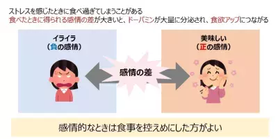 【医師解説】若い女性に“かくれ脂肪”体質が増えている!?  “内臓脂肪”を減らすために知っておきたいこと