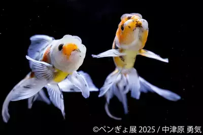 “夏の癒し空間”が今年もやってきた♪ペンギン×金魚コラボ作品展「ペンぎょ展 2025」7月4日～開催！限定特典＆グッズも登場