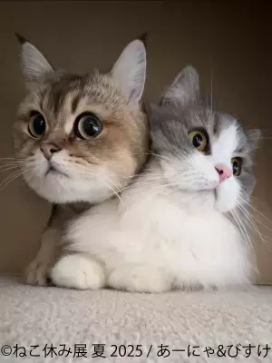 「ねこ休み展」10周年記念・夏の本祭が開催！オール新作の展示作品や新たなスター猫が集結！2025年8月22日(金)～9月15日(月・祝)