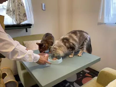 国内最大級(＊1)の個室型猫専用ペットホテル、2025年7月10日愛知県にオープン！