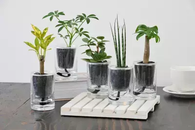 「炭の樹(すみのき)」Makuakeで話題を呼んだインテリアが2025年10月26日(日)東京・高輪地区まつりに初出店！