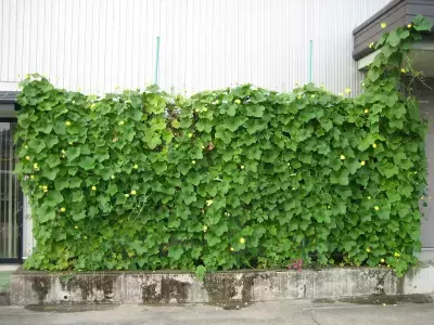 天然ヘチマカーテンのエアコンで真夏の省エネ対策、オーガニックコスメ会社「ネオナチュラル」が壁面緑化参加者を募集