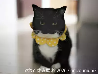 SNSで人気の猫作品が名古屋に集結！「ねこ休み展 秋 2026」を 9/19(土)より開催！初参加の注目猫や特別POP UP EVENTも登場