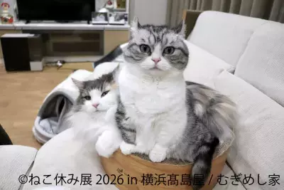 猫と犬のかわいさに癒やされる6日間！横浜高島屋で 「ねこ休み展」＆「鼻ぺちゃ展」10/29(木)～11/3(火・祝)開催 　特別POP UP EVENTや会場限定グッズが登場