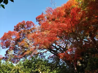 通常非公開・京都「霊鑑寺」秋の特別拝観 ～庭の緑と紅葉の赤が織りなす美しい庭園と狩野派作の襖絵を公開～