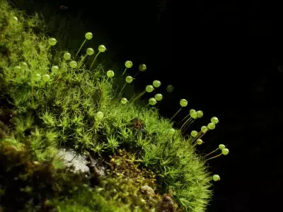 奥入瀬渓流の魅力を東京で体感　「奥入瀬移動博物館」をモンベル御徒町店で開催