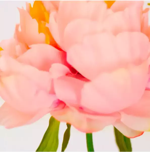 【SHIRO】大人気の限定フレグランスシリーズ「ピオニー」を2年ぶりに発売