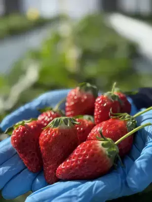 【2月7日オープン】完熟イチゴの摘み取り体験ができる「BerryBeanFARM」オープンのお知らせ