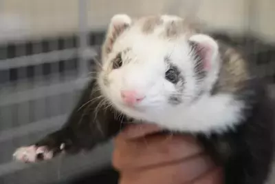 全国でも珍しい希少動物とふれあえる「シャンパンハウス」が豊川市でオープン