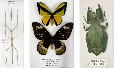 渋谷で昼から夜の昆虫観察！ 巨大虫カゴで昆虫と触れ合う体験型昆虫イベントの詳細を公開　 700体以上の昆虫が集結、夏休みの自由研究もサポート