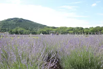 埼玉・嵐山「千年の苑ラベンダー園」の季節限定イベント『らんざんラベンダーまつり』が6/13(土)から開催！