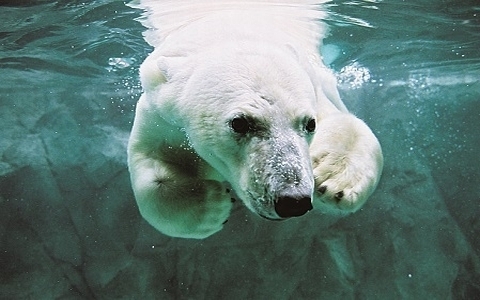 国内・北海道旅行におすすめ！「旭山動物園」の見どころは？