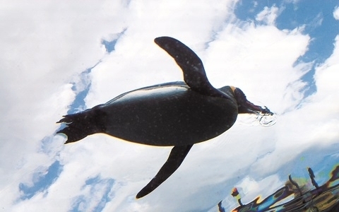 国内・北海道旅行におすすめ！「旭山動物園」の見どころは？