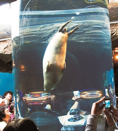 国内・北海道旅行におすすめ！「旭山動物園」の見どころは？
