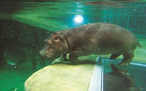 国内 北海道旅行におすすめ 旭山動物園 の見どころは ウーマンエキサイト 2 2