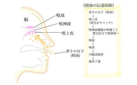「香りで思い出がよみがえる」ことの仕組みとは