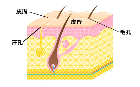 肌の乾燥対策、朝のひと手間で夕方の小じわを目立たなくする方法