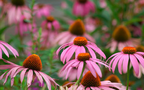 風邪やインフルエンザ対策に、免疫力を高めるアメリカ先住民の知恵とは？