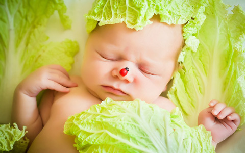 キャベツ枕で熱が下がるのは本当？ ヨーロッパで行われている民間療法