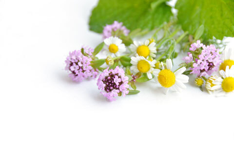 子供の寝つきが良くなる？ 民間療法「カモミール」の効能とは