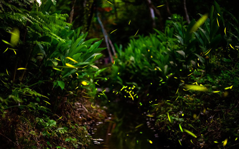 子どもと一緒にホタルを見に行こう！