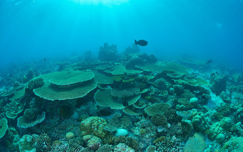 海水浴は危険がいっぱい！　危険な場所、生物と対策法