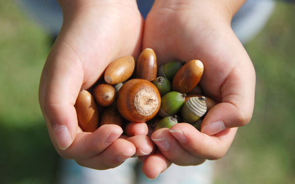 虫が出てこなくなる！　どんぐりの処理方法とかわいいアレンジ