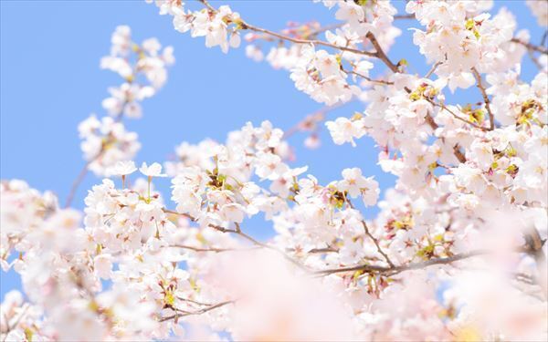 幼稚園選びは何を基準にしたらいい？