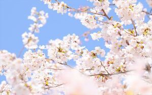 幼稚園選びは何を基準にしたらいい？