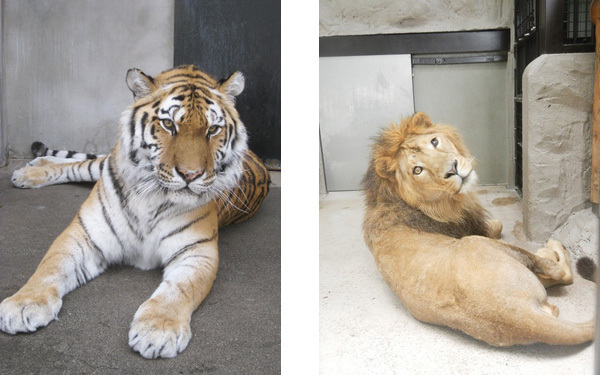 無料で動物が見れちゃう？　「野毛山動物園」に行こう！