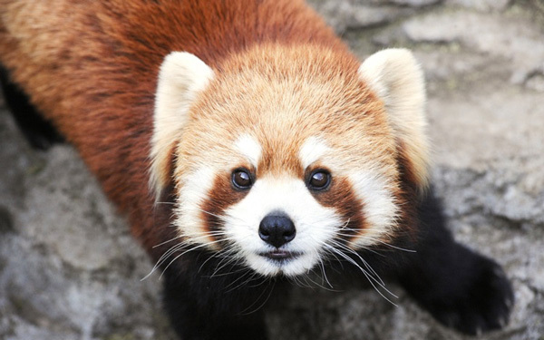 無料で動物が見れちゃう？　「野毛山動物園」に行こう！