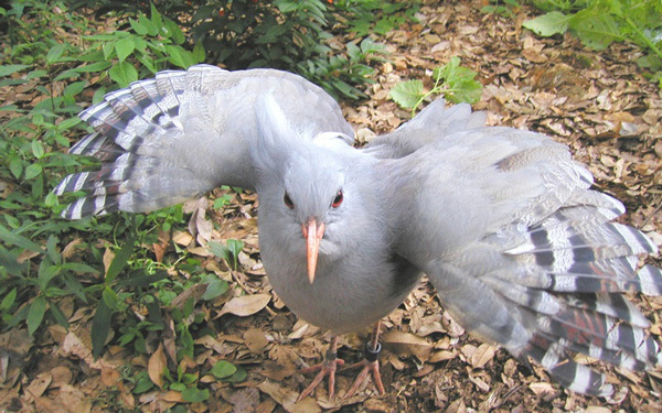 無料で動物が見れちゃう？　「野毛山動物園」に行こう！