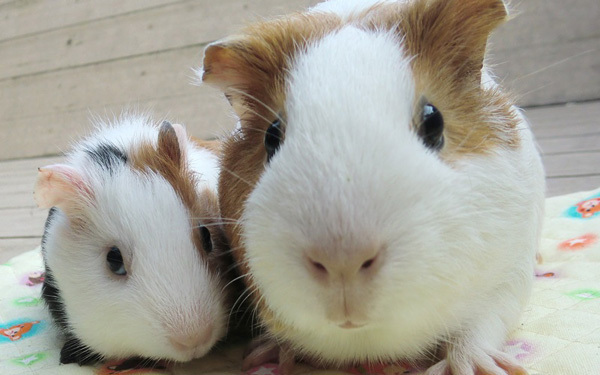 無料で動物が見れちゃう？　「野毛山動物園」に行こう！