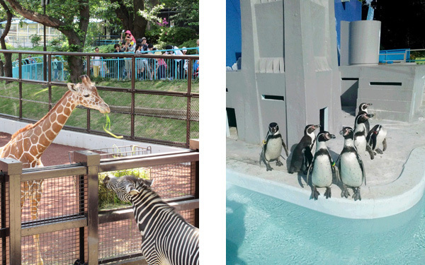 無料で動物が見れちゃう？　「野毛山動物園」に行こう！