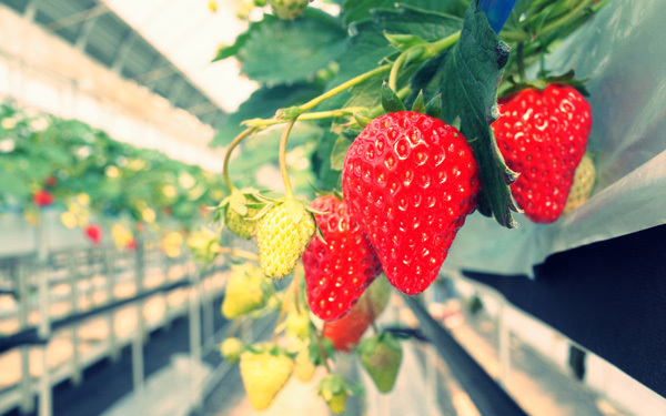 いちご狩りシーズン到来！　子どもにも安心の低農薬のいちご園（食で心を育む Vol.13）