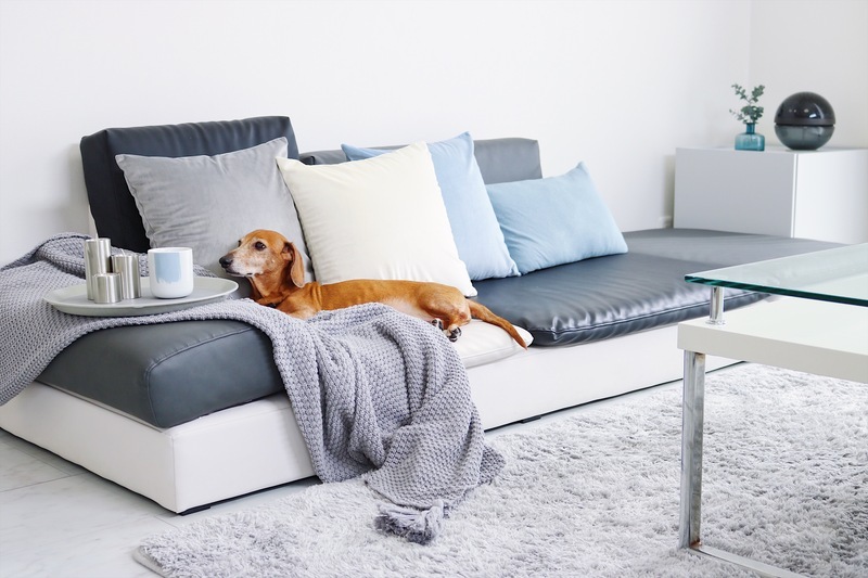 ペットと快適に暮らす インテリアになじむスタイリッシュなおすすめペット用ベッド ママアイテム ウーマンエキサイト