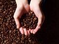 キリマンジャロコーヒーの特徴は酸味？おいしい淹れ方と人気の豆を紹介