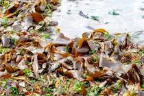 今回の記事では、意外と知られていない海藻の生態や、似ている海草との違い、海藻に含まれる栄養とその効能についてご紹介します。