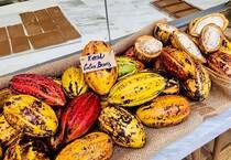 いまスーパーフードとして注目しているカカオニブという食品があるのをご存知でしょうか？カカオニブとは文字通りカカオ豆を原料とした食品で、同じカカオを使って作られるチョコレートなどに比べて、カカオニブは栄養価が非常に高く、また元々馴染みのあるカカオが原料なので食生活に取り入れやすい点から、日本でも広く知