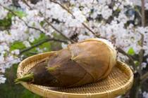 巷では「たけのこには栄養がない」とささやかれていますが、果たして本当なのでしょうか？これはひと昔前の考え方といわざるを得なく、実はたけのこにはたくさんの栄養素が含まれているのです。この記事では、たけのこに含まれている栄養素や、期待できる効果をご紹介します。