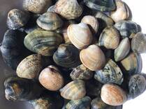 フワフワの身に濃厚な旨味が魅力の「あさり」。毎年、潮干狩りで獲るのを楽しみにしている方も多いでしょう。しかし、あさりの砂抜きで悩んだことはありませんか？砂抜きが必要なのはわかっていても、なんとなくやっている方も多いかもしれません。そこで本記事では正しいあさりの砂抜きをご紹介していきます。