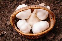 にんにくの賞味期限は種類で変化する？種類別に長期保存のポイントも紹介